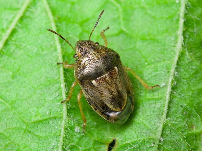 Neottiglossa leporina (Herrich-Schäffer, 1830)